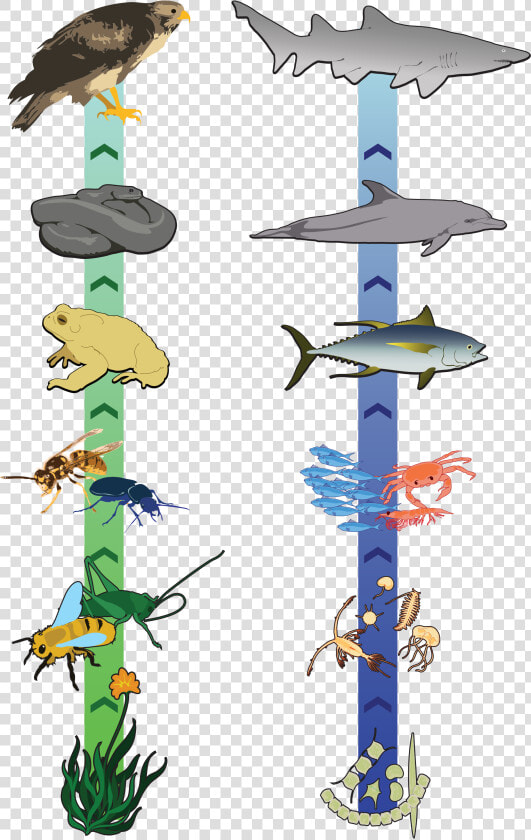 Thumb Image   Food Chain Great Lakes  HD Png DownloadTransparent PNG