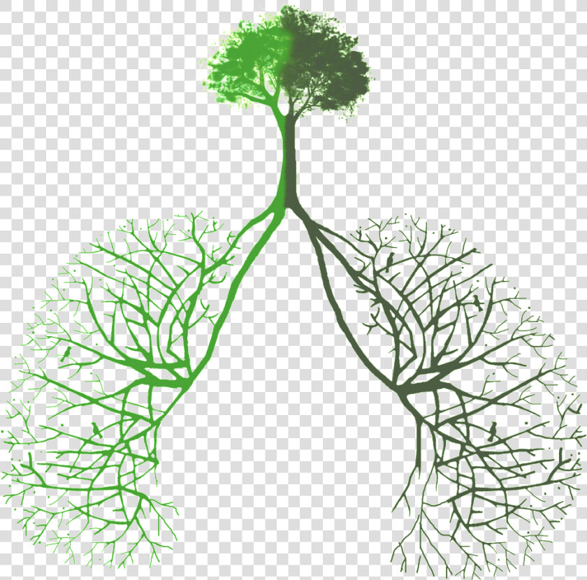 Transparent Green Plants Png   Tree Lungs Png  Png DownloadTransparent PNG