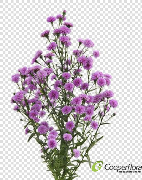 Aster Dobrado Rosa  HD Png DownloadTransparent PNG