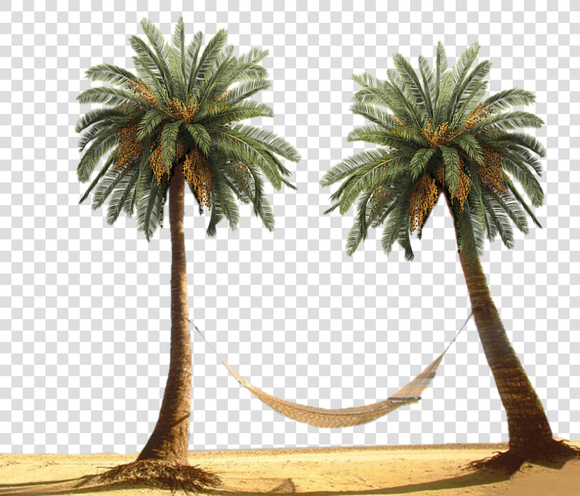 Transparent Palm Trees Clipart Free   Palm Tree Beach Png  Png DownloadTransparent PNG