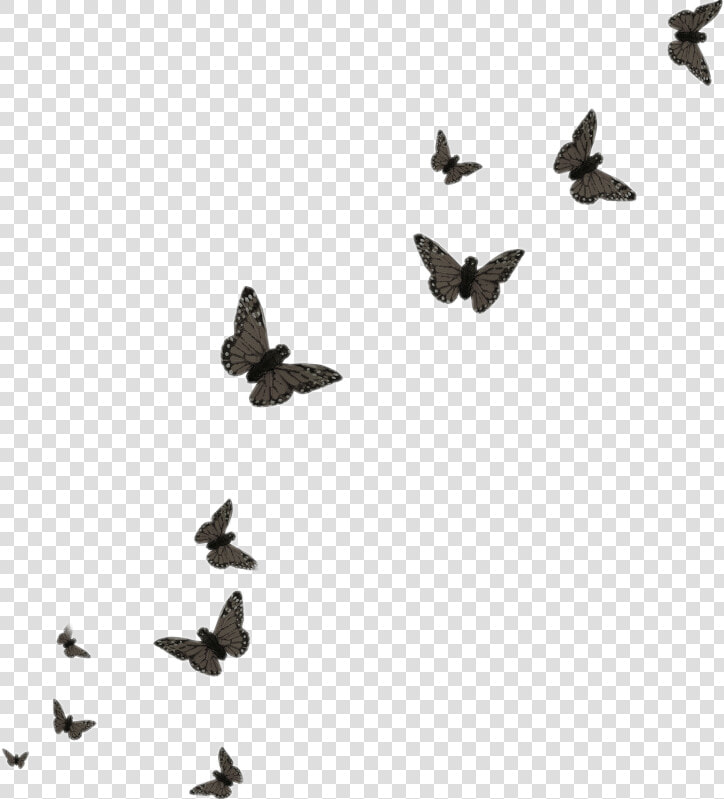  butterfly  black  butterflies   Flying Butterflies Transparent Background  HD Png DownloadTransparent PNG