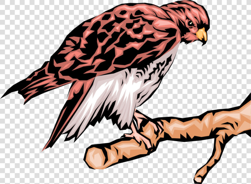 Vector Illustration Of Bird Of Prey Eagle Raptor Bird   Hawk  HD Png DownloadTransparent PNG