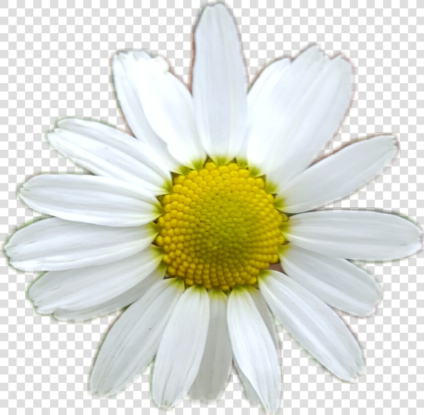  flower  white  whiteflower  yellow  daisy  sunflower   3d Daisy  HD Png DownloadTransparent PNG