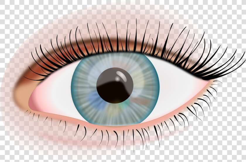 Eye Png Image   Ojo Humano Png  Transparent PngTransparent PNG