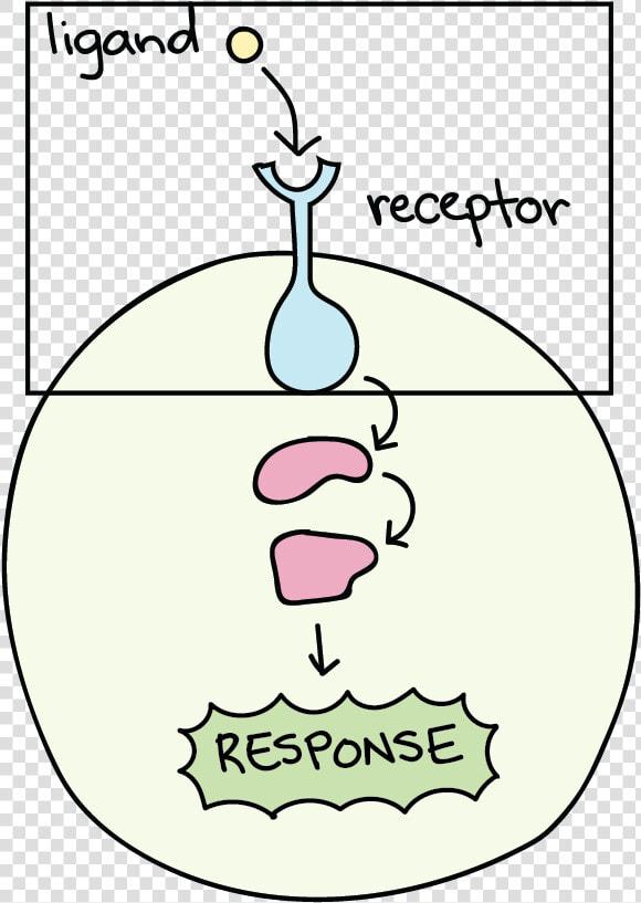 Receptor Biology  HD Png DownloadTransparent PNG