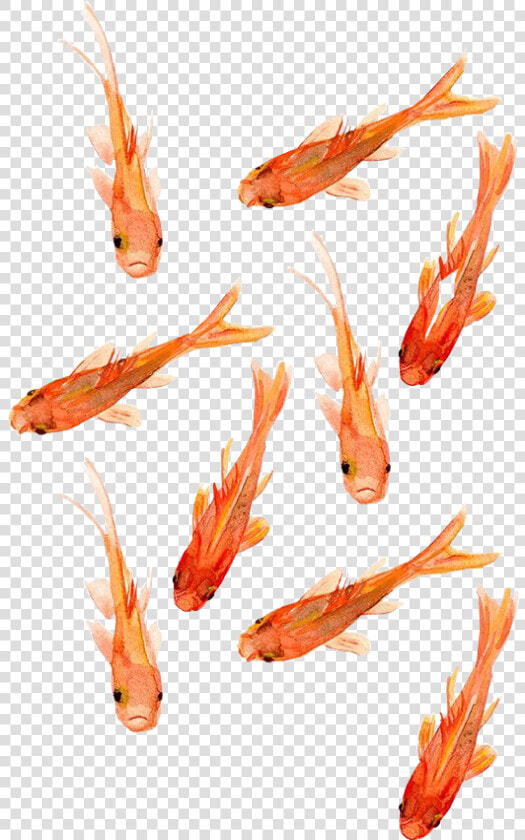 Transparent Peces Png   Goldfish Wallpaper Iphone  Png DownloadTransparent PNG