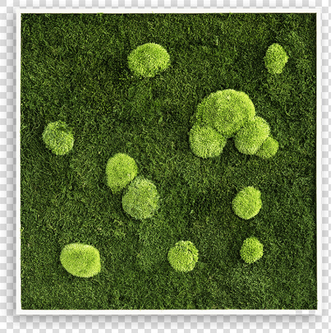 Bun Moss Frame   Pole Moss  HD Png DownloadTransparent PNG