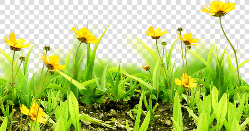 Meadow Flower Sky Grass   Natural Flower Background Png  Transparent PngTransparent PNG