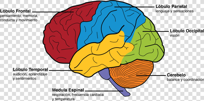 Brain Parts And Functions  HD Png DownloadTransparent PNG