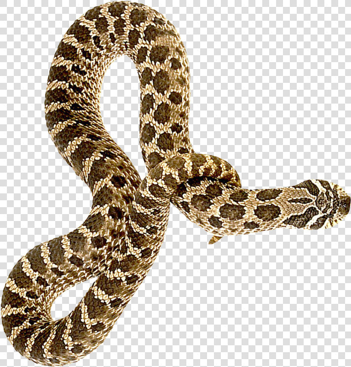 Snake Png Transparent Image   Snake Png  Png DownloadTransparent PNG