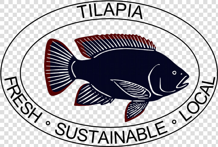 Tilapia  HD Png DownloadTransparent PNG