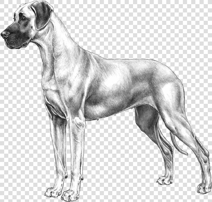 Great Dane Png Art  Transparent PngTransparent PNG