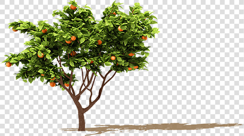 Orange Tree Png   Orange Fruit Tree Png  Transparent PngTransparent PNG