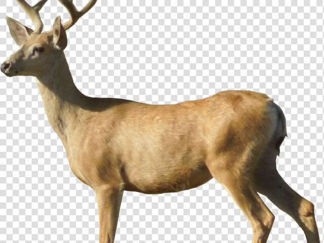 Deer Png Transparent Images   White Tailed Deer Png  Png DownloadTransparent PNG