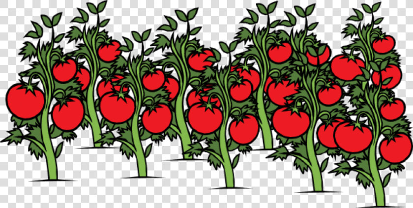 Tomato Plant Png   Tomatoes Plant Clipart  Transparent PngTransparent PNG