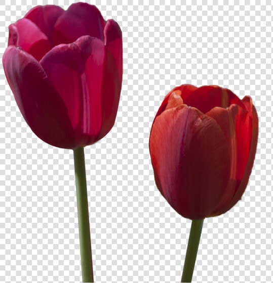 Tulipanes Rojos Pintados En Oleo En Grande  HD Png DownloadTransparent PNG