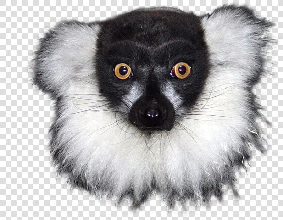 Lemur With No Background  HD Png DownloadTransparent PNG