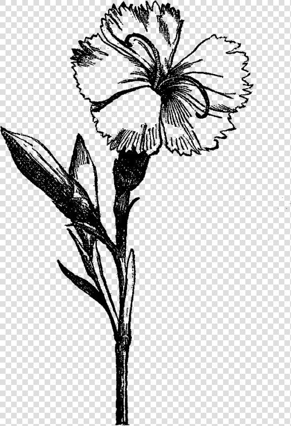 Flower Drawing Visual Arts Black And White   Black And White Flower Png  Transparent PngTransparent PNG