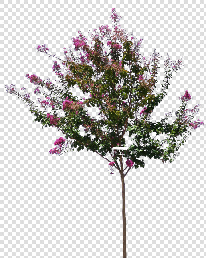 Lagerstroemia Png   Png Download   Lagerstroemia Indica Tree Png  Transparent PngTransparent PNG