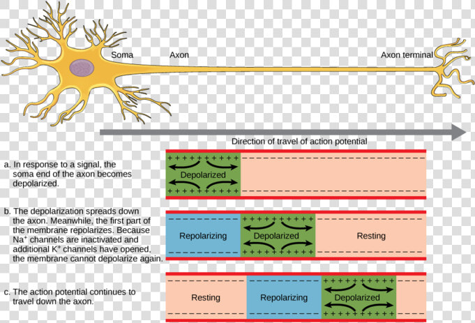 Image   Impulse Travels Along A Neuron  HD Png DownloadTransparent PNG