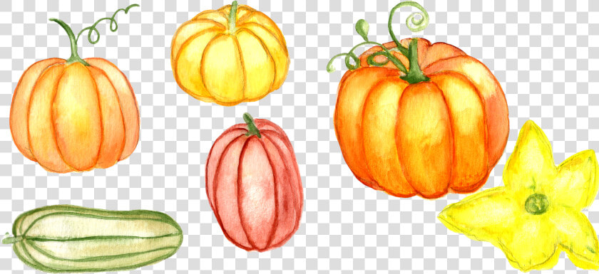 Watercolor Pumpkin Png  watercolor Pumpkin Clipart   Watercolor Pumpkins Kids  Transparent PngTransparent PNG