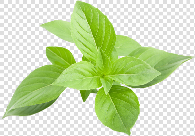 Greek Basil   Basilic Grec  HD Png DownloadTransparent PNG