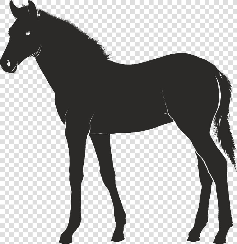 Foal Konik Pony   Mastiff Clipart  HD Png DownloadTransparent PNG