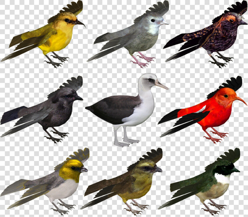 Bird Zoo Tycoon 2  HD Png DownloadTransparent PNG