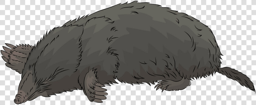 Hog Nosed Skunk  HD Png DownloadTransparent PNG