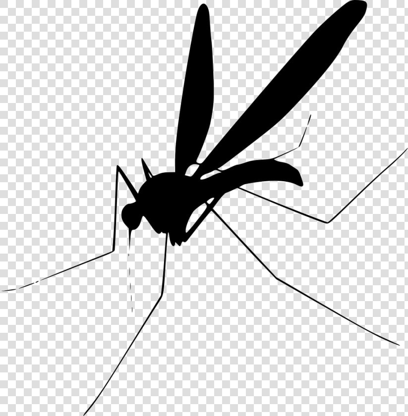 Grab And Download Mosquito Png Clipart   Transparent Background Mosquito Clip Art  Png DownloadTransparent PNG