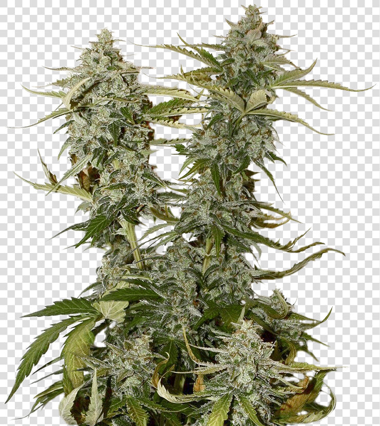 Candy Dawg Feminized   Royal Dwarf Weed  HD Png DownloadTransparent PNG