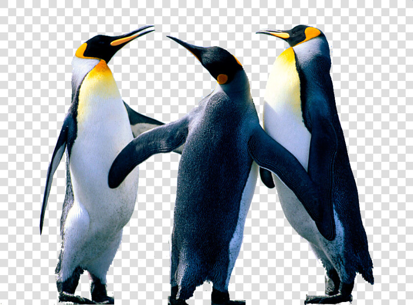 Penguin Png Background Image   Penguins Pict Win 7  Transparent PngTransparent PNG