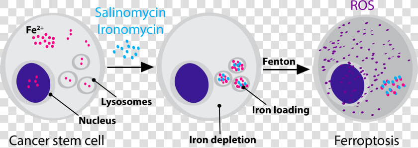 Ferroptosis And Cancer Stem Cells  HD Png DownloadTransparent PNG