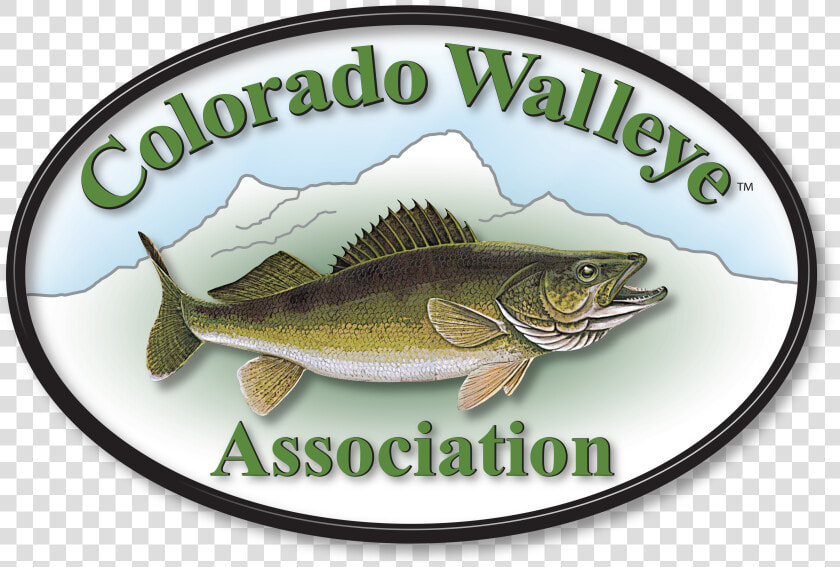 Walleye  HD Png DownloadTransparent PNG