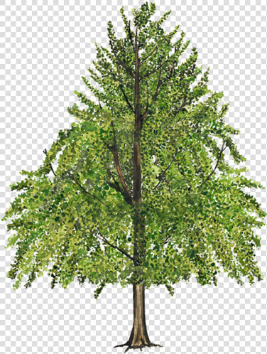 Sweet Gum Tree Png  Transparent PngTransparent PNG