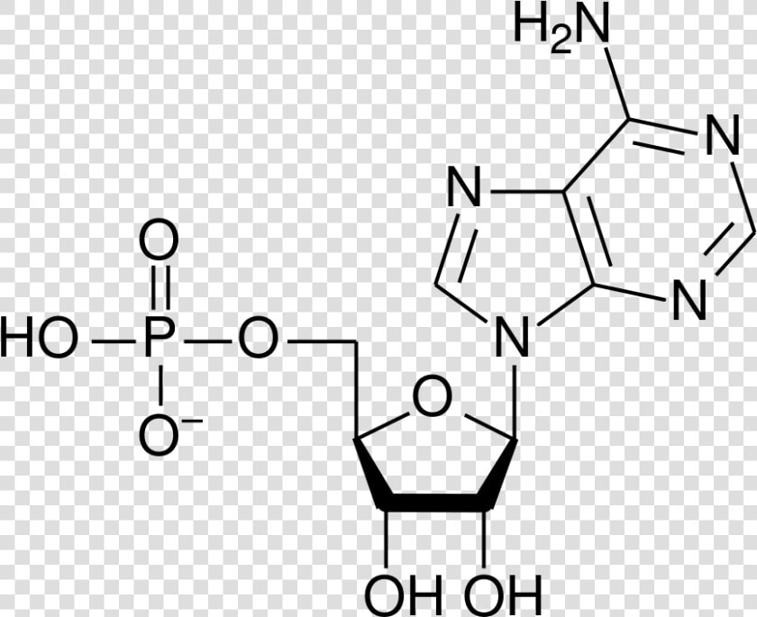 Adenosine Diphosphate  HD Png DownloadTransparent PNG