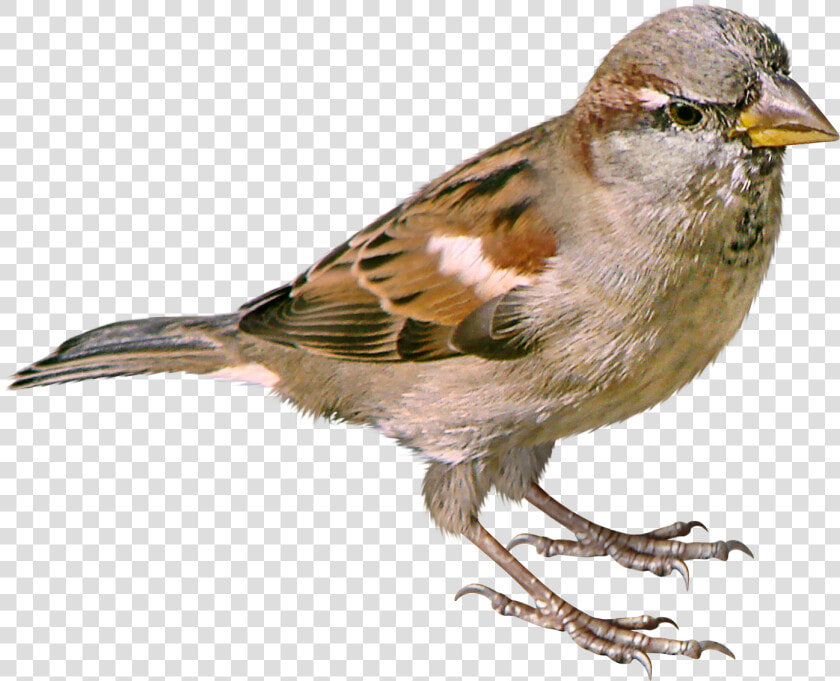 Sparrow Png   Sparrow Png Bird Png  Transparent PngTransparent PNG