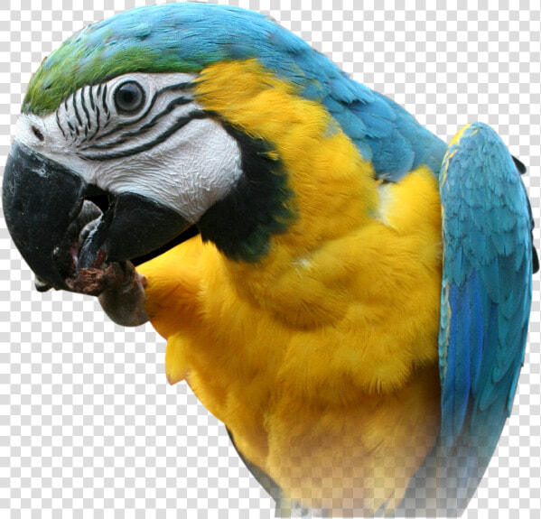 Parrot Png Images  Free Download   Parrot Face Transparent Background  Png DownloadTransparent PNG