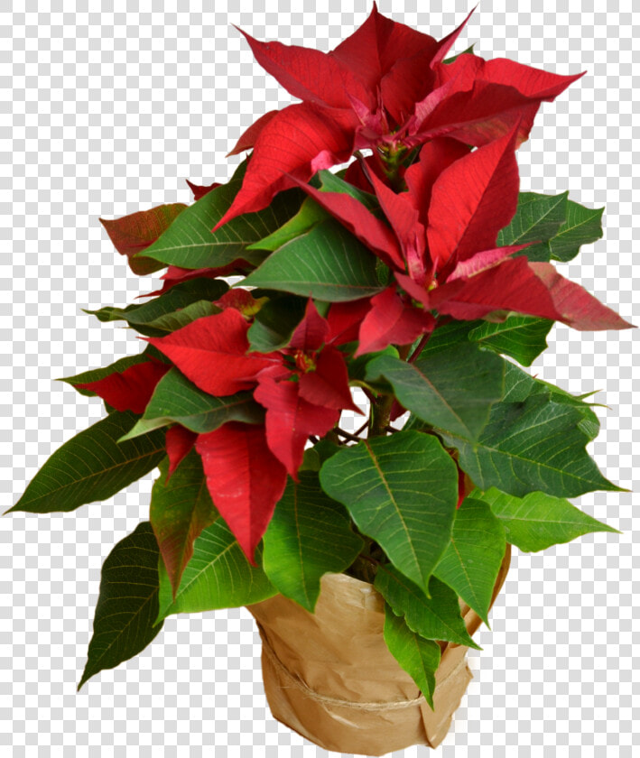 Transparent Poinsettias Png   Poinsettia  Png DownloadTransparent PNG