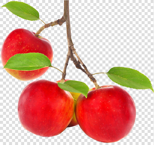 Apple Tree Png   Apple On Tree Png  Transparent PngTransparent PNG