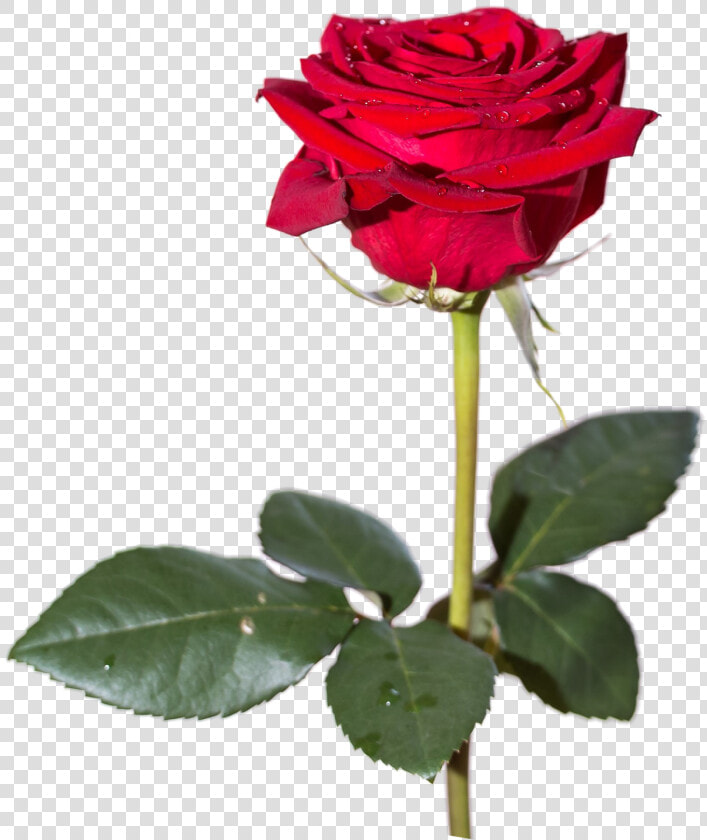 Download Red Rose Png Hd 378   Sr Editing Zone Png  Transparent PngTransparent PNG