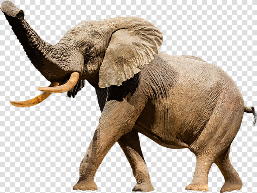 A Cutout Image Of Henry The Taxidermy Elephant   National Museum Of Natural History  HD Png DownloadTransparent PNG