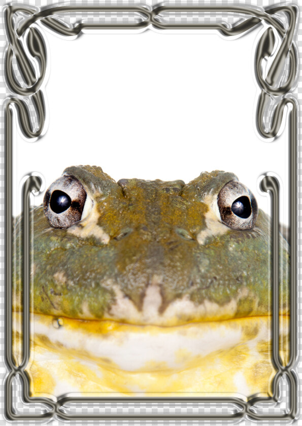 African Bullfrog   Png Download   Bufo  Transparent PngTransparent PNG