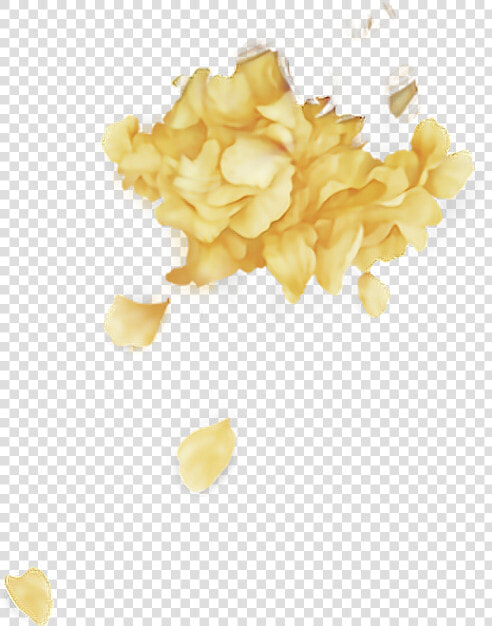  yellow  color  tumblr  troyesivan  troye  roses  flower   Troye Sivan Wild Png  Transparent PngTransparent PNG