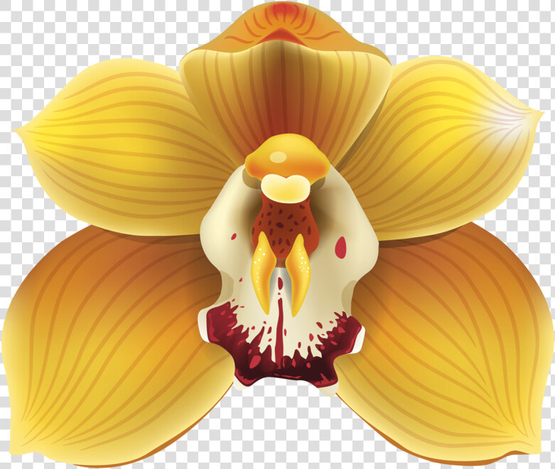 Yellow Orchids Png  Transparent PngTransparent PNG