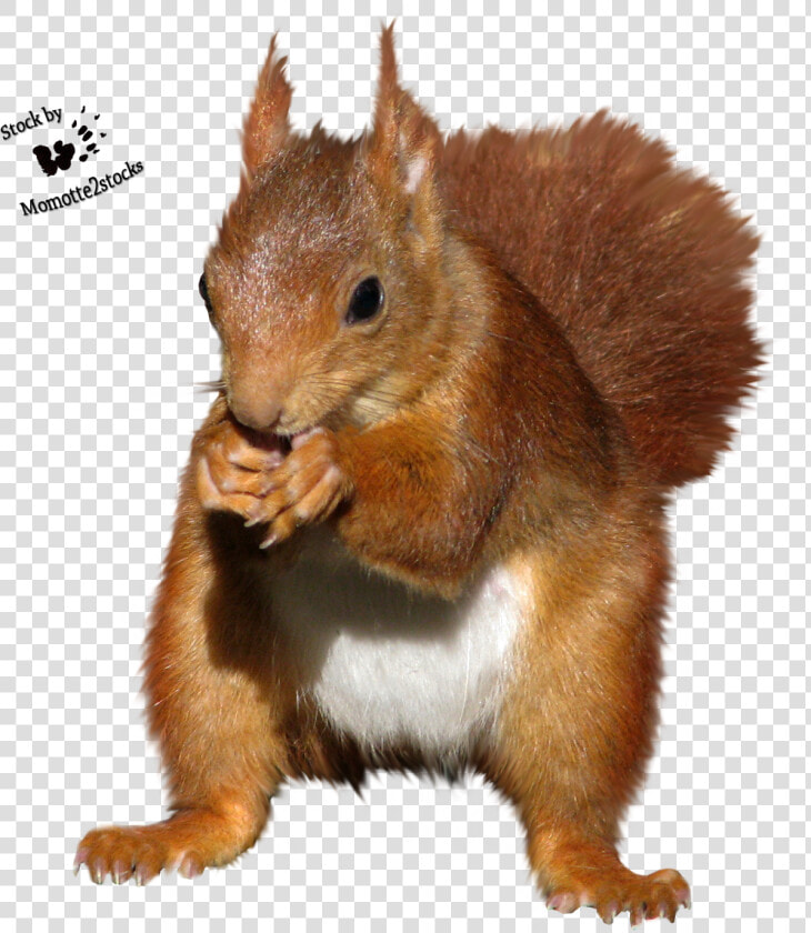 Transparent Squirrel Clipart   Red Squirrel Cut Out  HD Png DownloadTransparent PNG