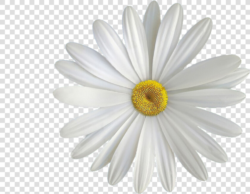 Transparent Background Gerbera Flower Blue  HD Png DownloadTransparent PNG