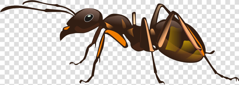 Ant vision Care weevil   Imagens De Formiga Png  Transparent PngTransparent PNG