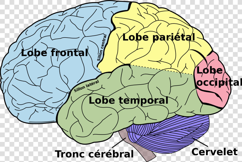 Brain Diagram Fr   Brain Diagram Left Side  HD Png DownloadTransparent PNG