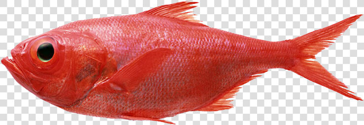 Redfish Seafood Fly Fishing Splendid Alfonsino   Red Fish Transparent  HD Png DownloadTransparent PNG